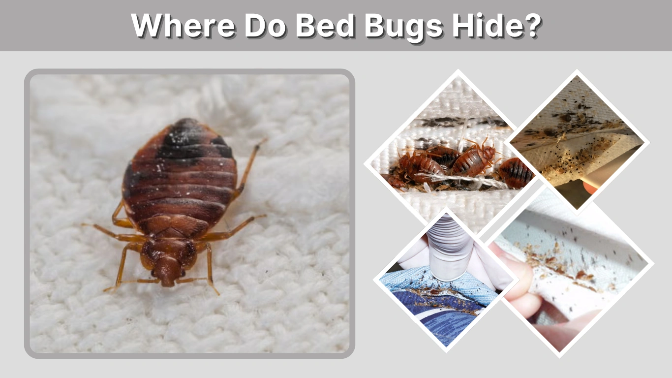 Where Do Bed Bugs Hide Discover Their Secret Hiding Spots