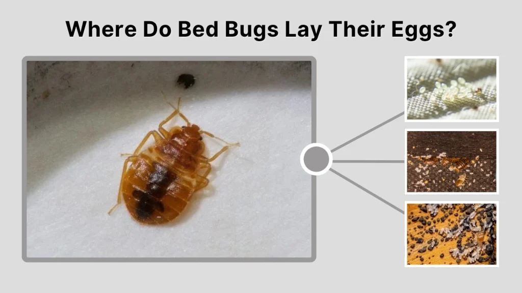 Where Do Bed Bugs Lay Their Eggs