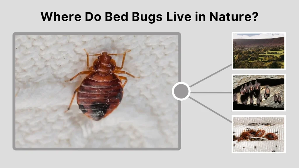 Where Do Bed Bugs Live in Nature