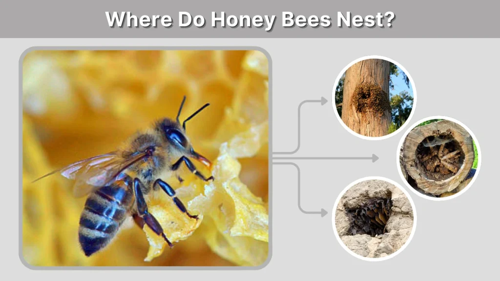 Where Do Honey Bees Nest
