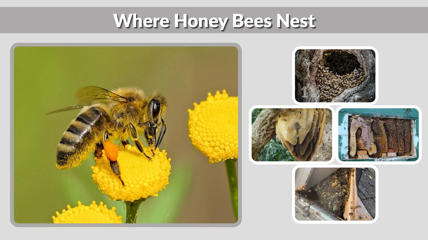Where Honey Bees Nest Locations, Identification & Removal