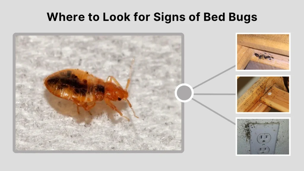 Where to Look for Signs of Bed Bugs
