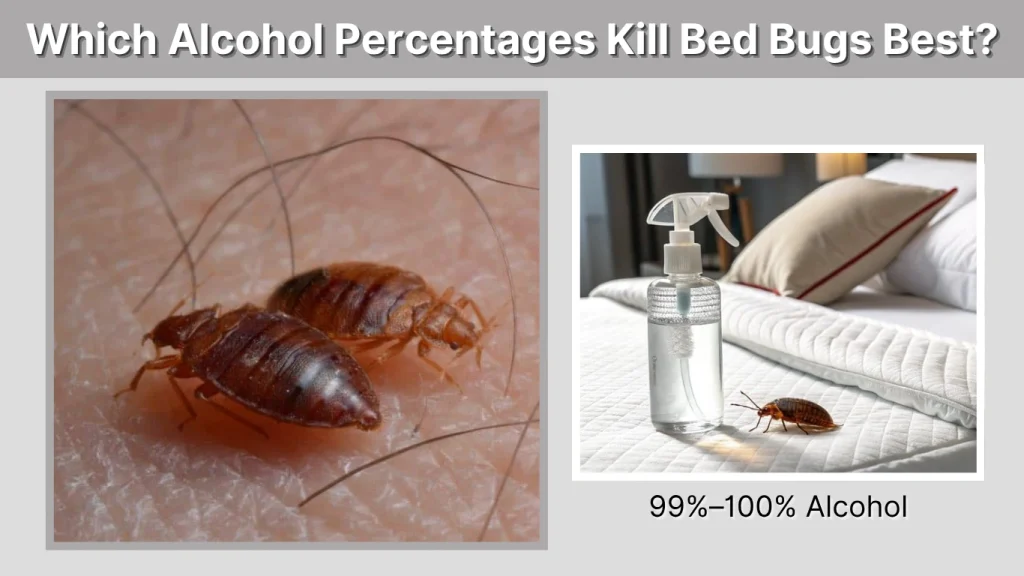 Which Alcohol Percentages Kill Bed Bugs Best