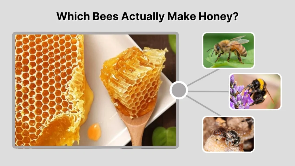 Which Bees Actually Make Honey