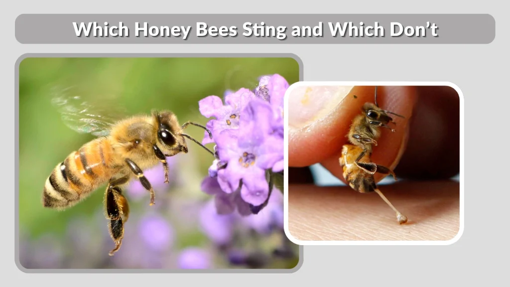 Which Honey Bees Sting and Which Don’t