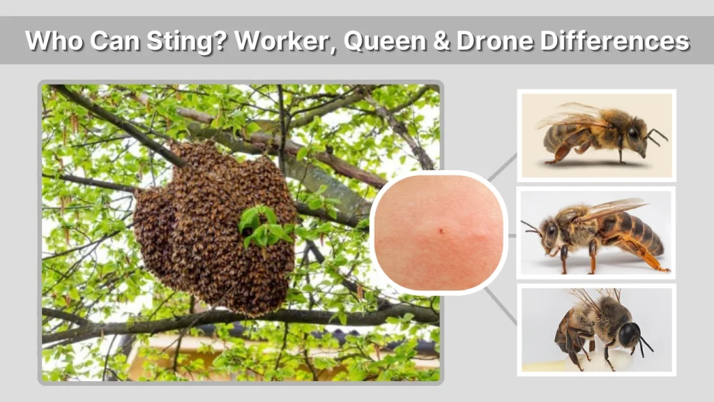 Who Can Sting Worker, Queen & Drone Differences