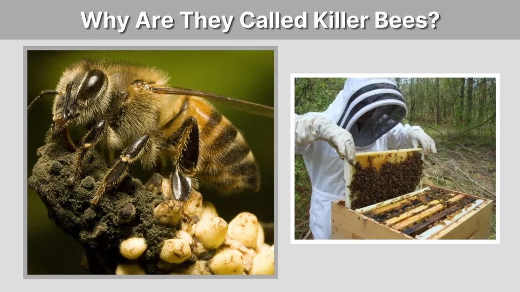Why Are They Called Killer Bees