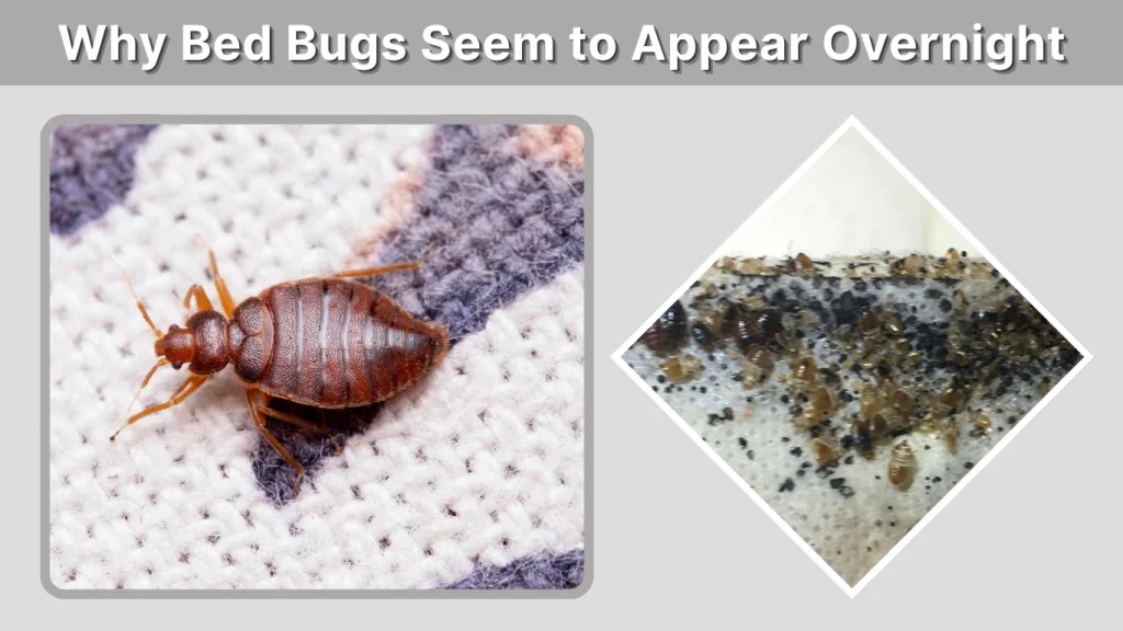 Why Bed Bugs Seem to Appear Overnight