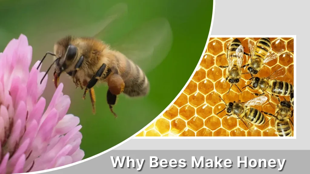 Why Bees Make Honey