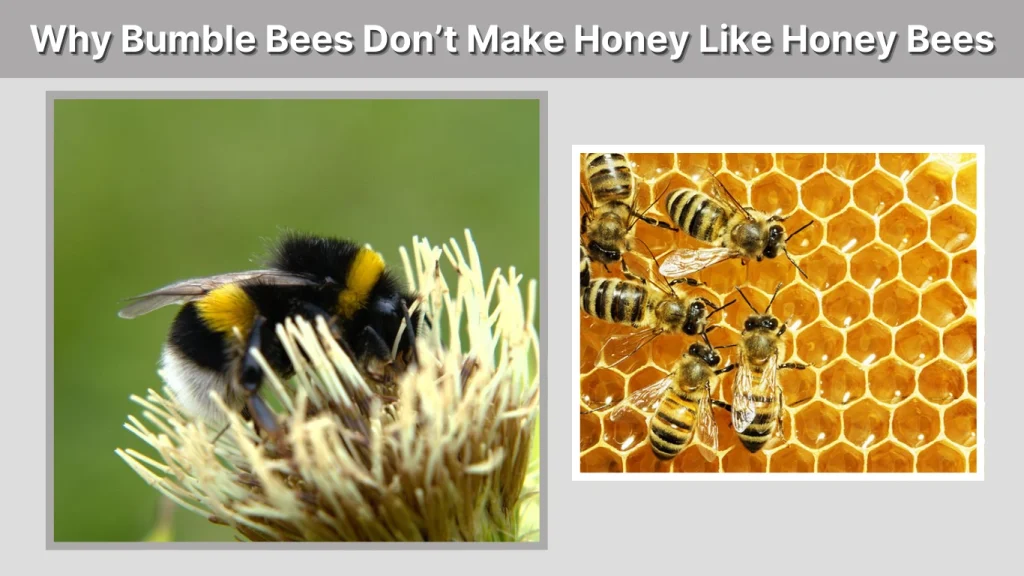 Why Bumble Bees Don’t Make Honey Like Honey Bees