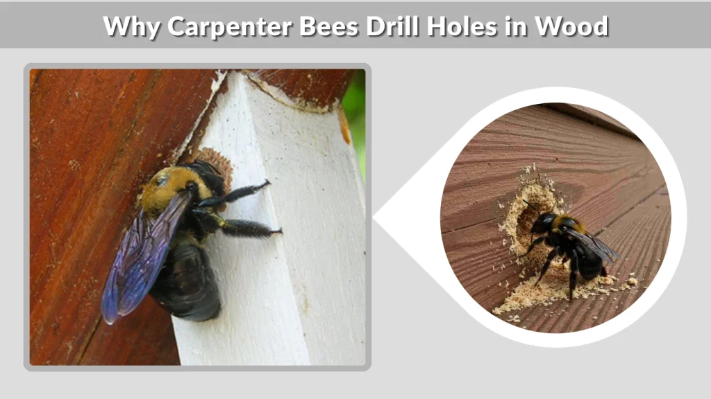 Why Carpenter Bees Drill Holes in Wood