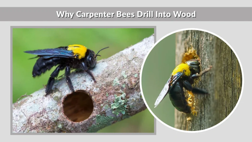 Why Carpenter Bees Drill Into Wood