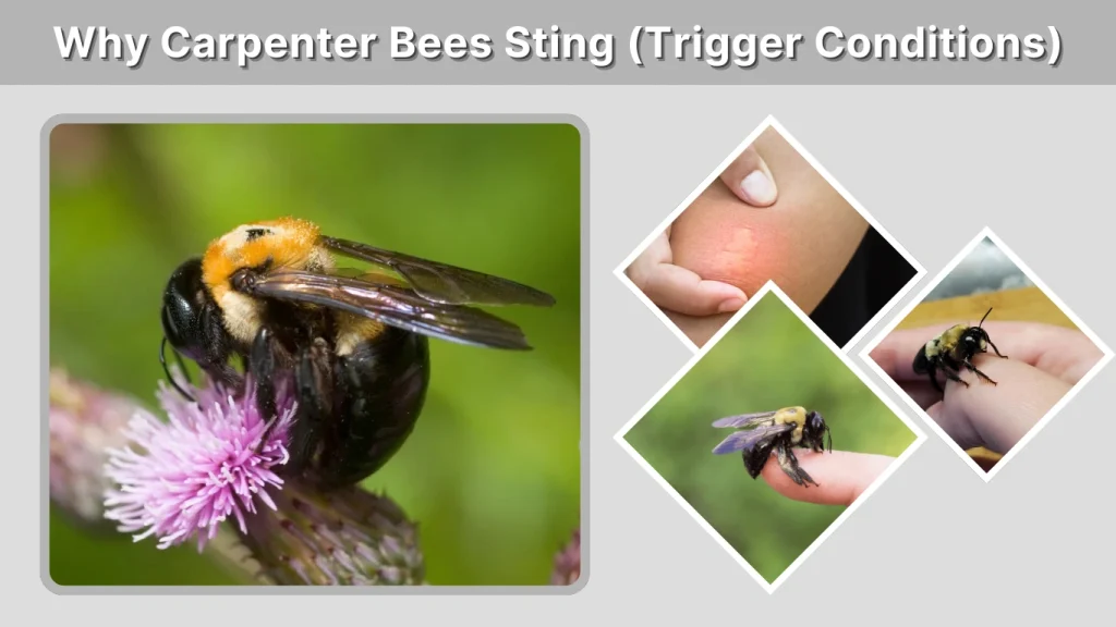 Why Carpenter Bees Sting (Trigger Conditions)