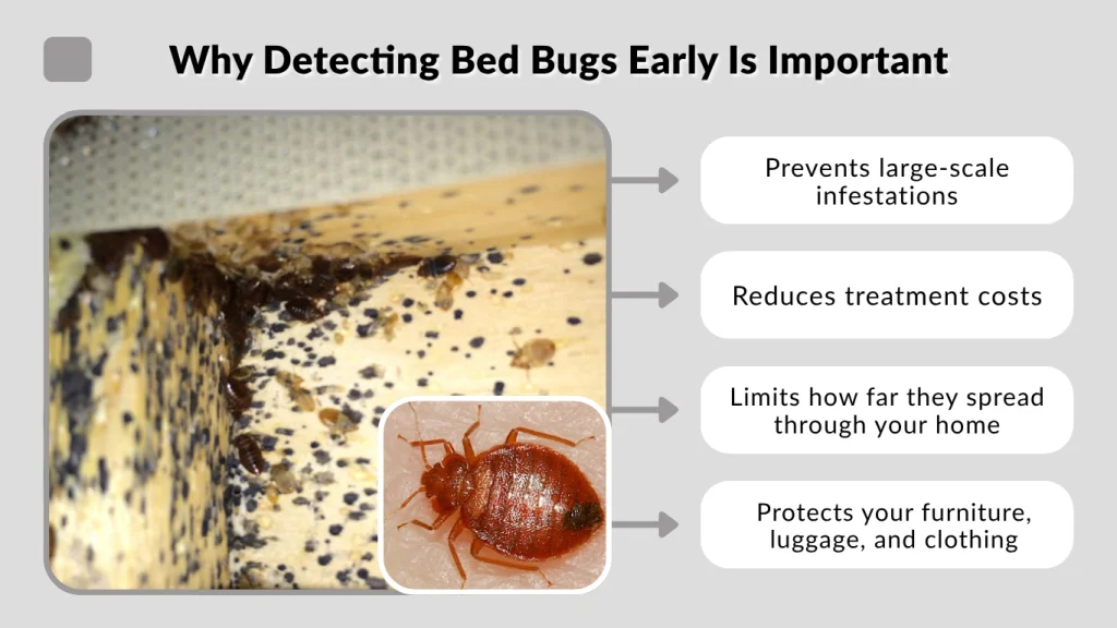 Why Detecting Bed Bugs Early Is Important