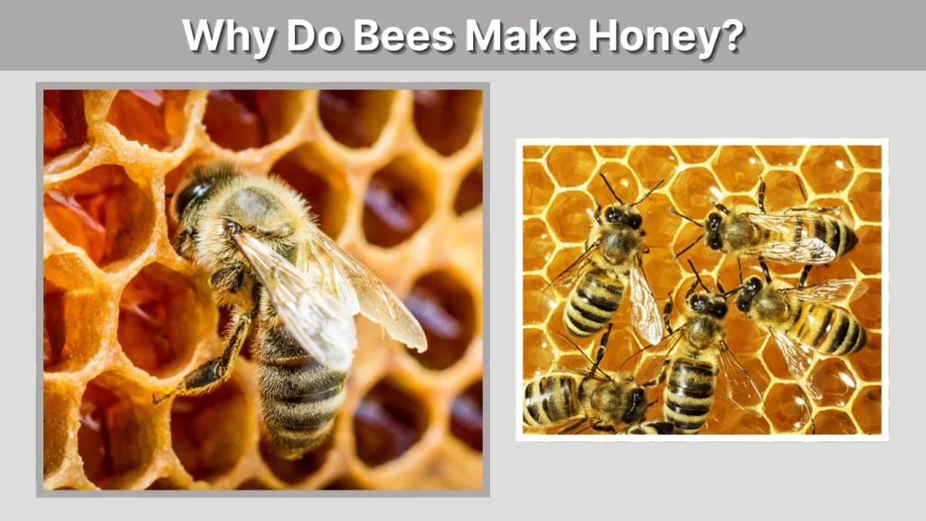Why Do Bees Make Honey
