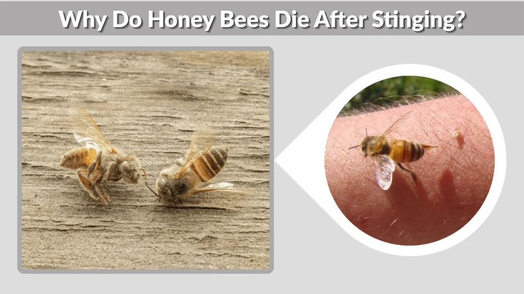 Why Do Honey Bees Die After Stinging