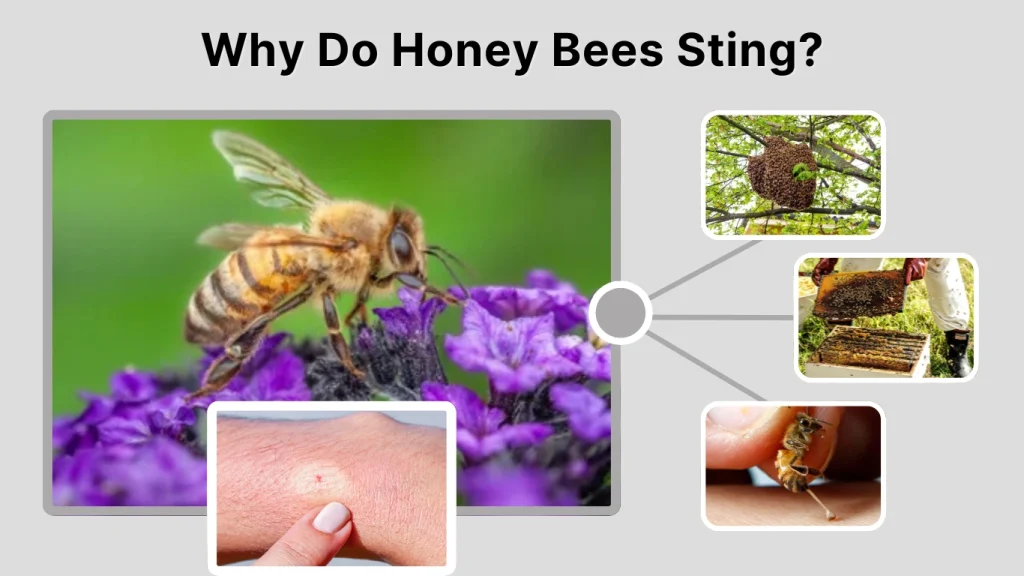 Why Do Honey Bees Sting