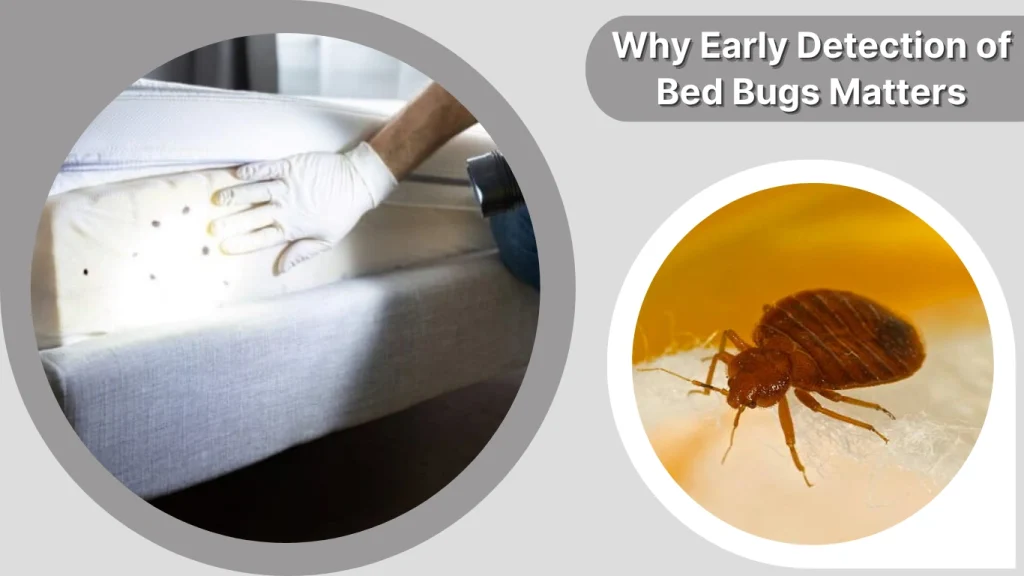 Why Early Detection of Bed Bugs Matters