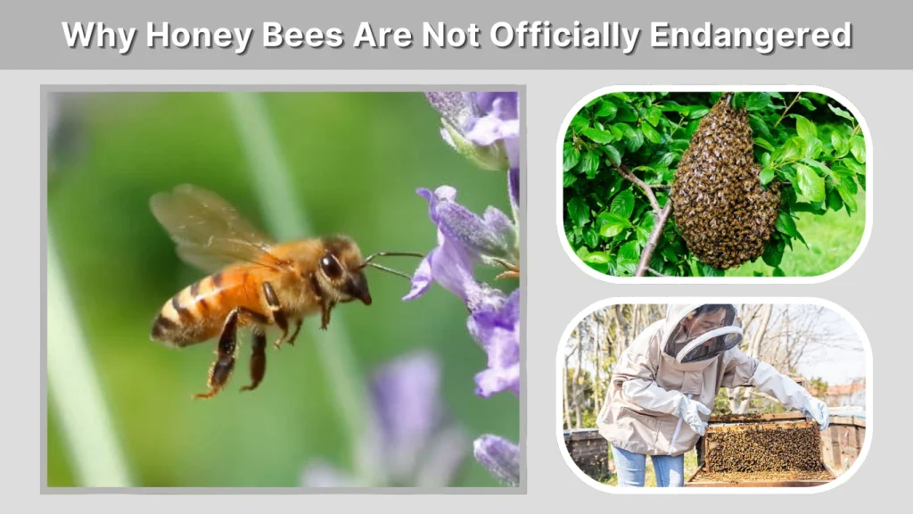 Why Honey Bees Are Not Officially Endangered