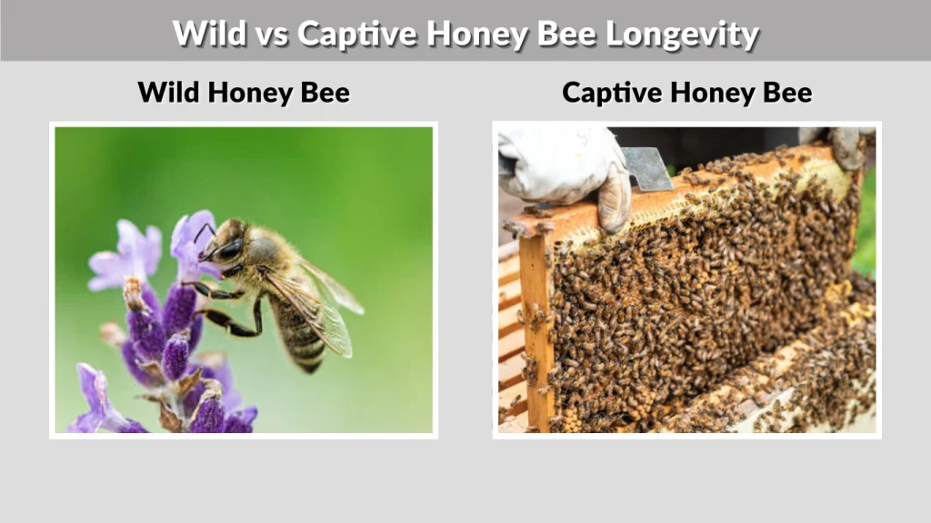 Wild vs Captive Honey Bee Longevity