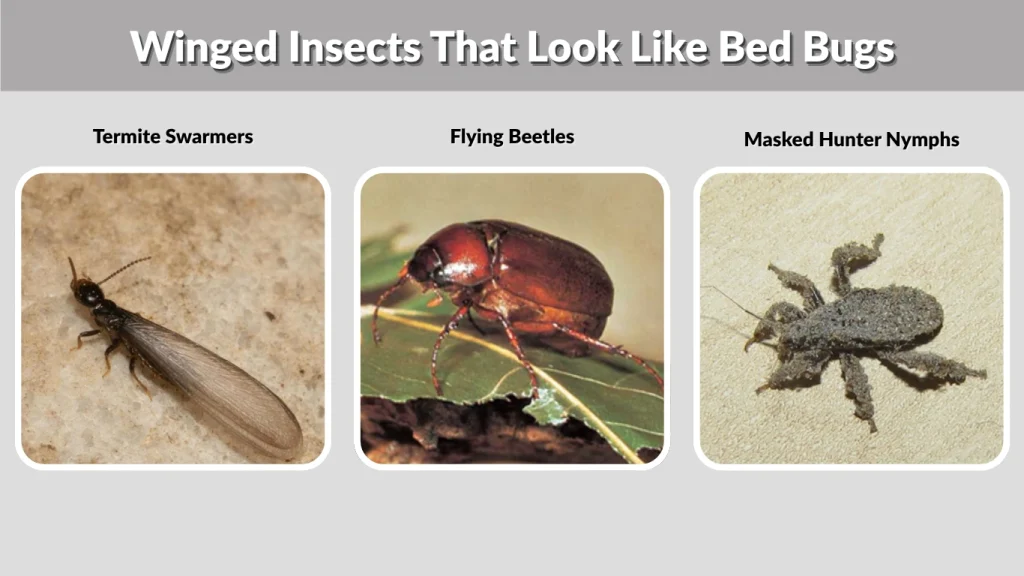 Winged Insects That Look Like Bed Bugs