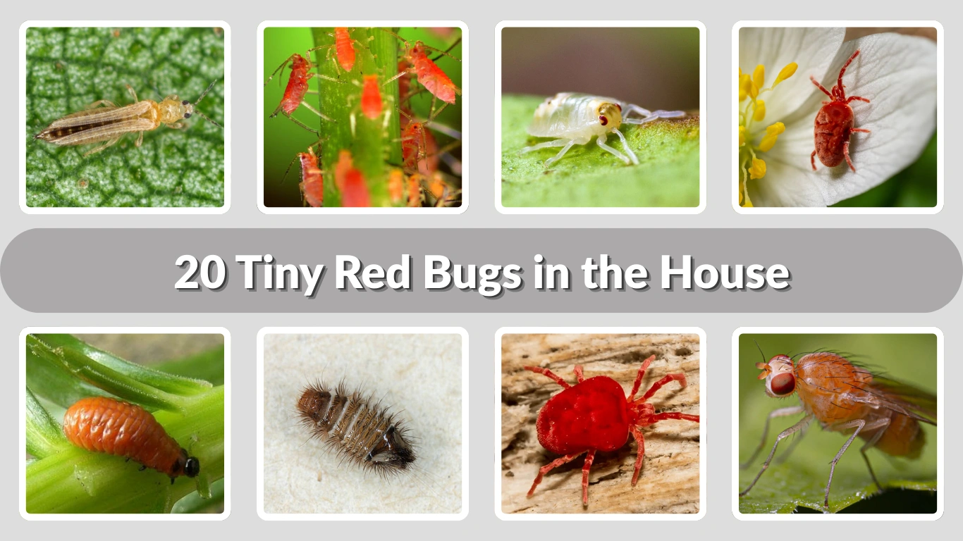 20 Tiny Red Bugs in the House Identification With Pictures 