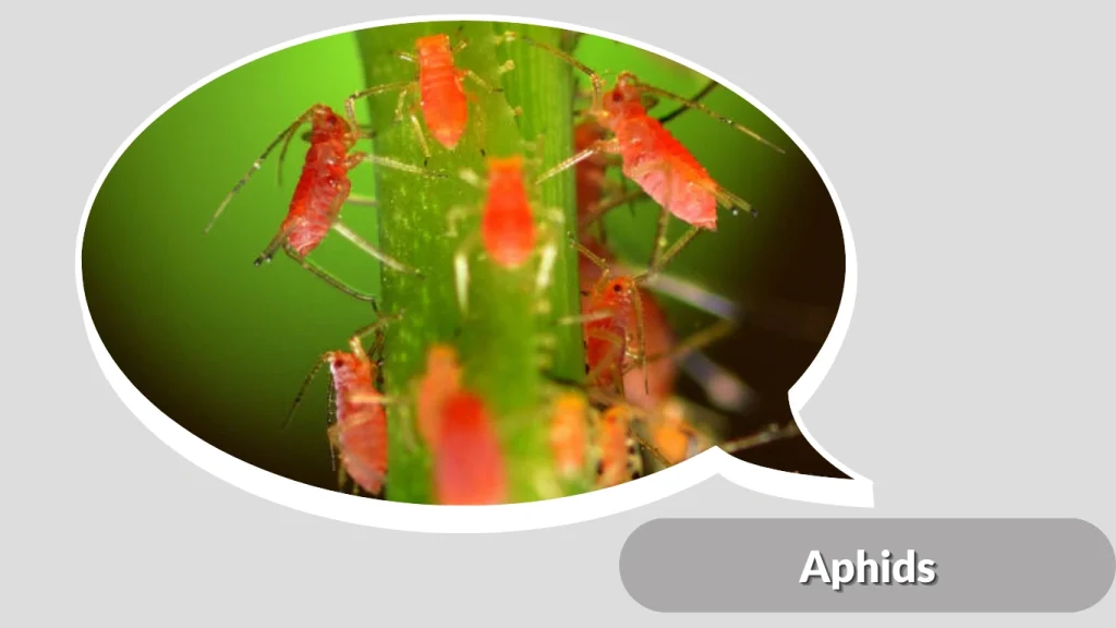 Aphids