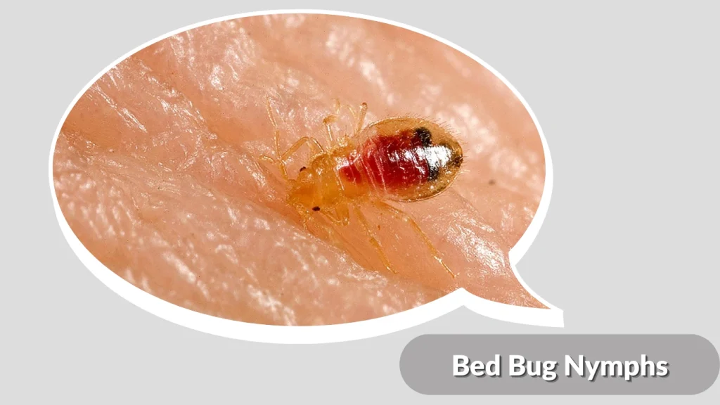 Bed Bug Nymphs