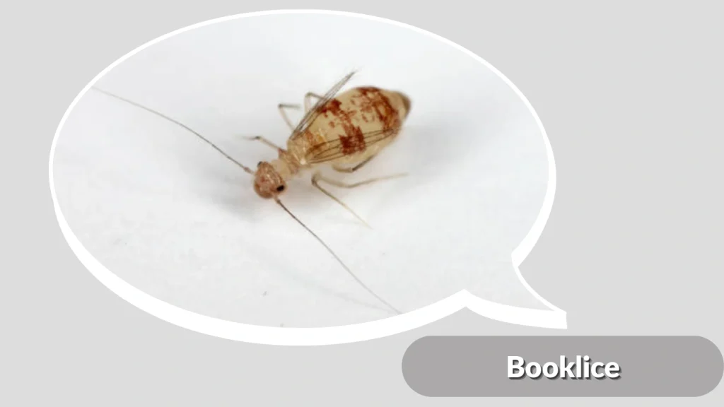 Booklice
