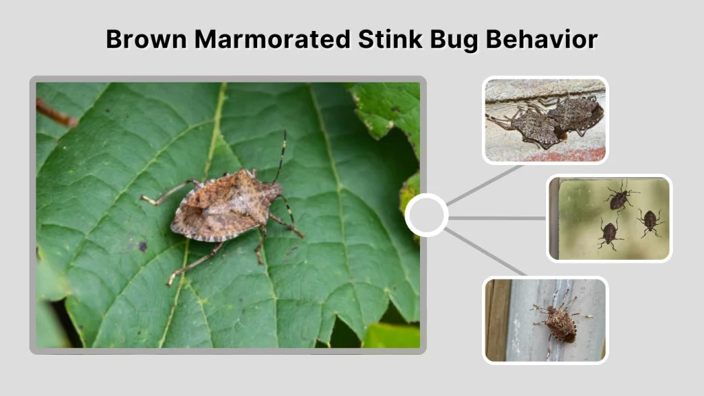 Brown Marmorated Stink Bug Behavior