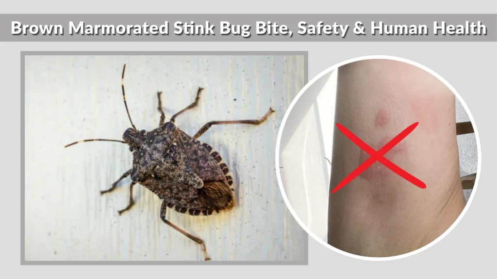 Brown Marmorated Stink Bug Bite, Safety & Human Health