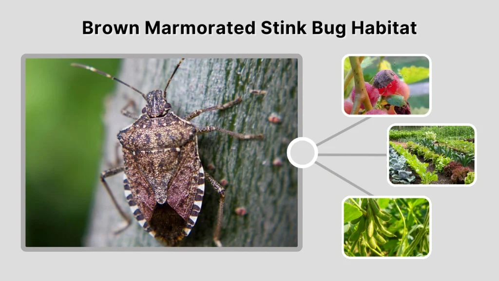 Brown Marmorated Stink Bug Habitat