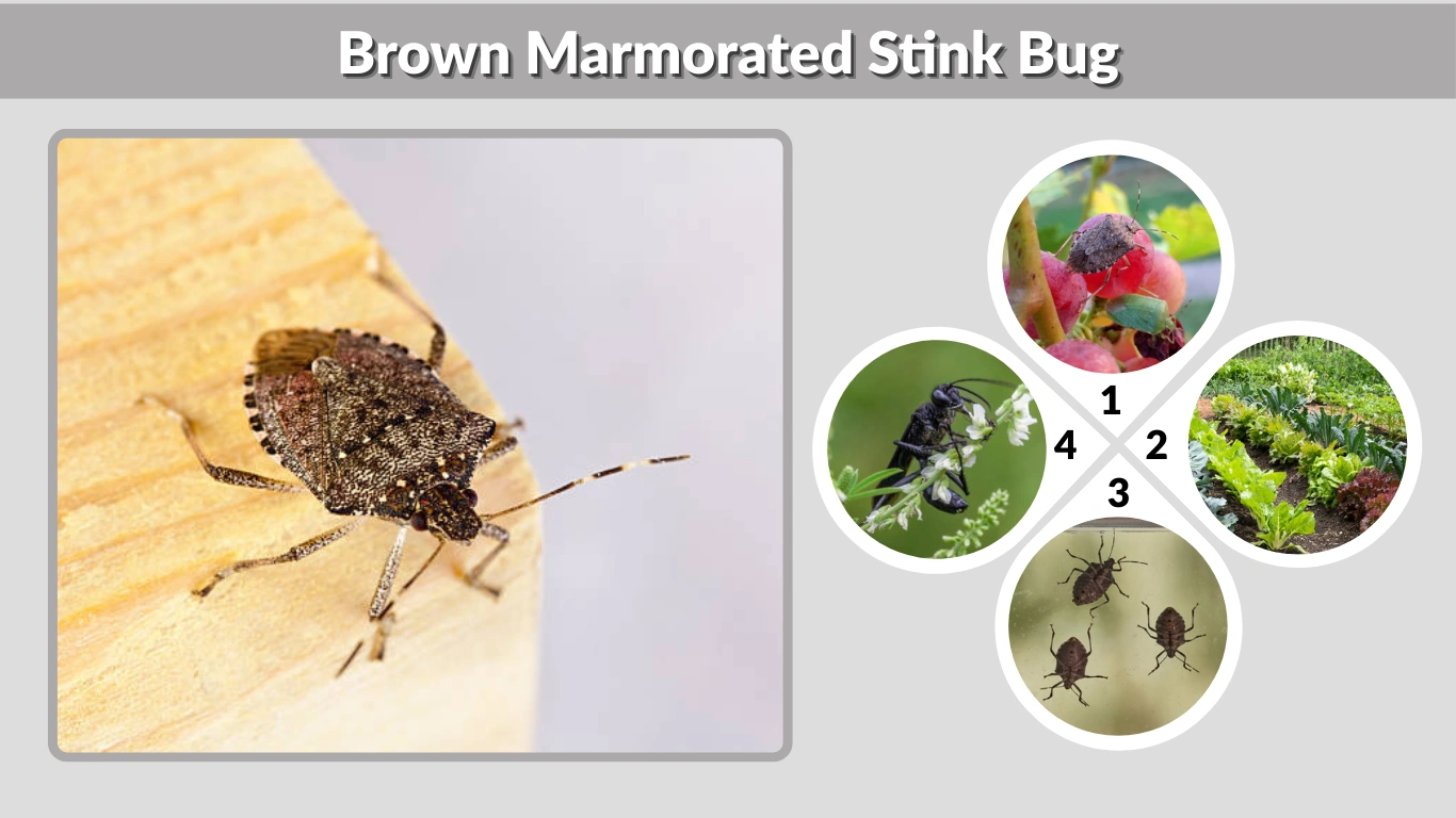 Brown Marmorated Stink Bug ID, Damage & Control Guide