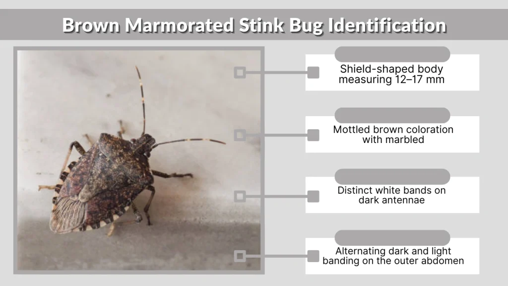 Brown Marmorated Stink Bug Identification