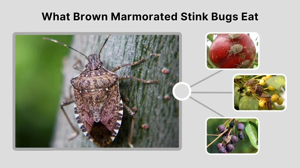 Brown Marmorated Stink Bugs eat Apples, peaches, cherries, pears