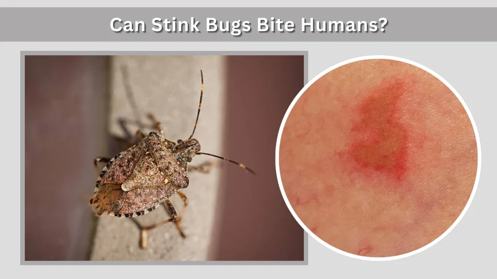 Can Stink Bugs Bite Humans
