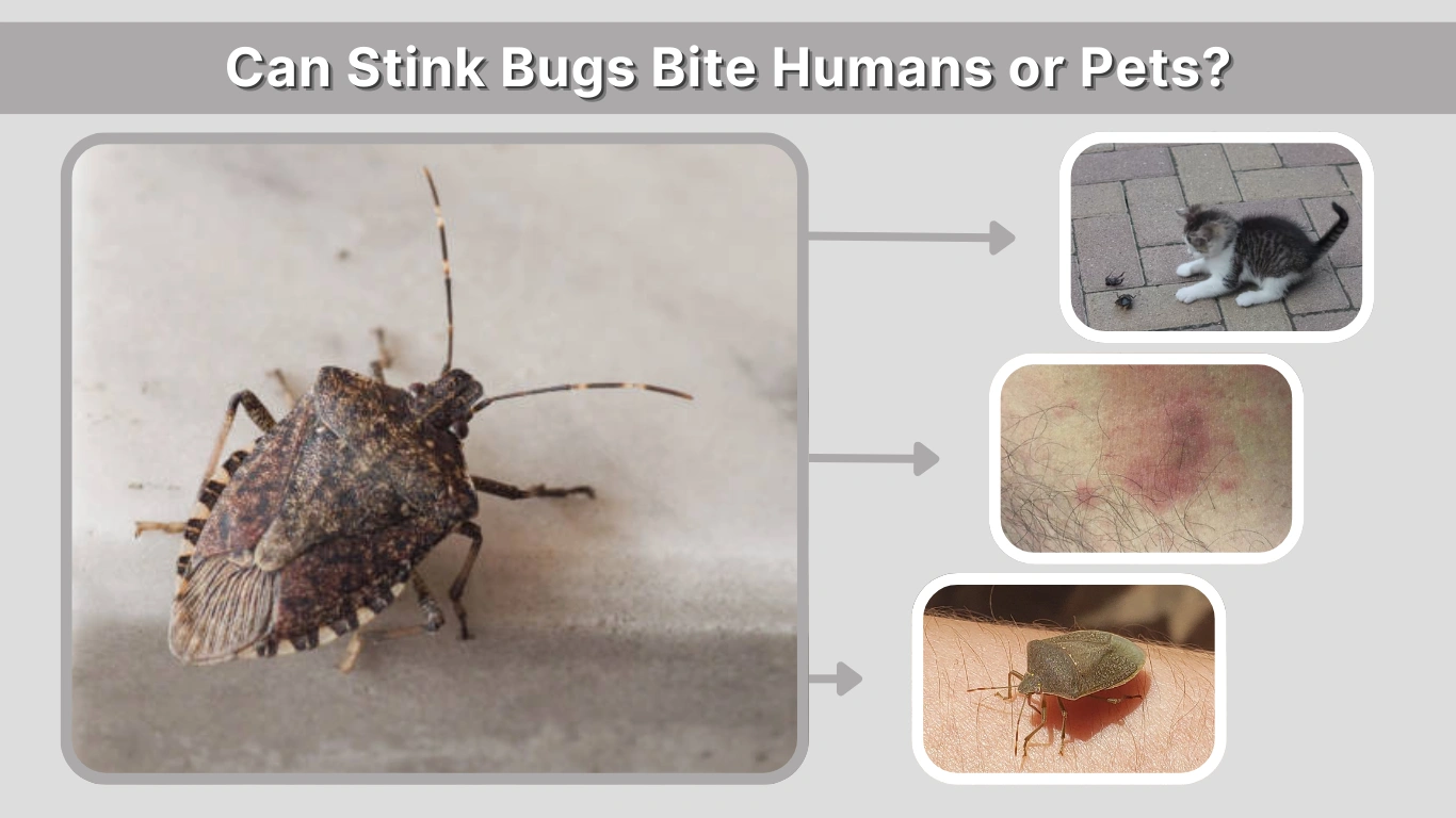 Can Stink Bugs Bite Humans or Pets Facts Explained