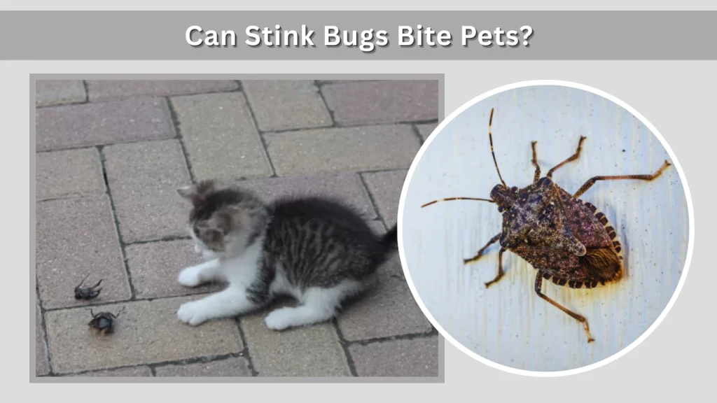 Can Stink Bugs Bite Pets
