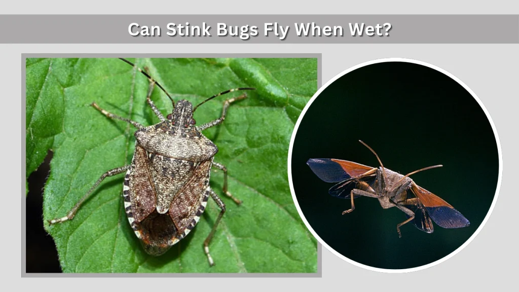 Can Stink Bugs Fly When Wet