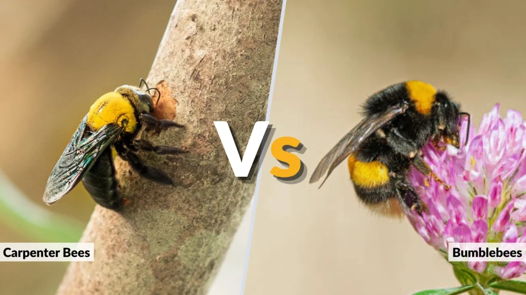 Carpenter Bees vs Bumblebees (Comparison Table)