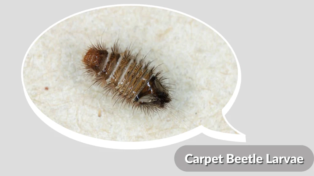 Carpet Beetle Larvae