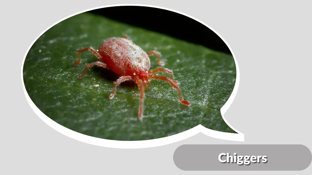 Chiggers