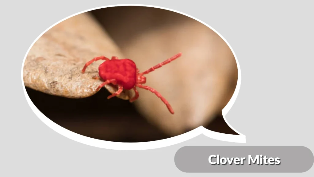 Clover Mites