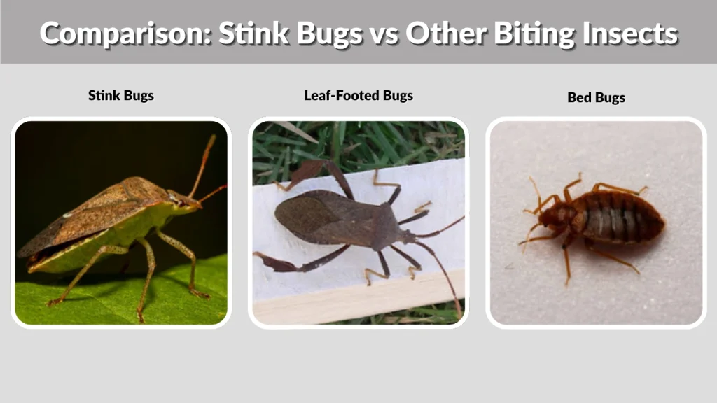 Comparison Stink Bugs vs Other Biting Insects