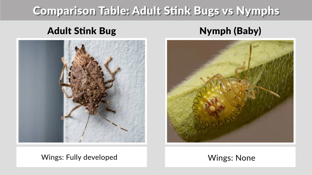 Comparison Table Adult Stink Bugs vs Nymphs