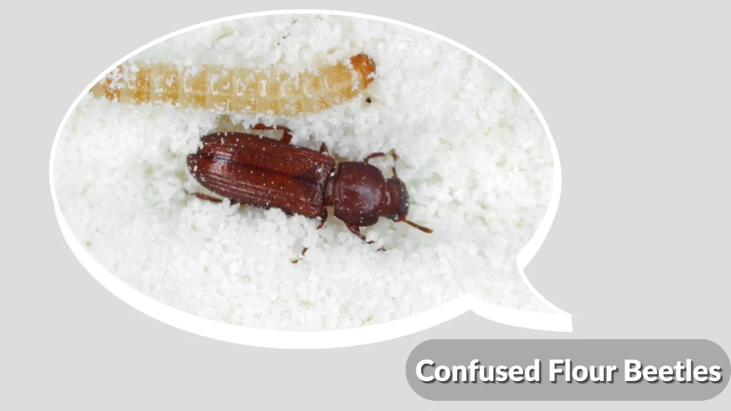 Confused Flour Beetles