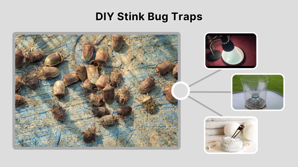 DIY Stink Bug Traps