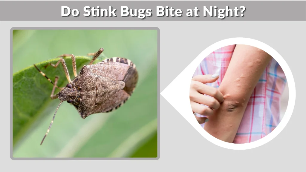 Do Stink Bugs Bite at Night