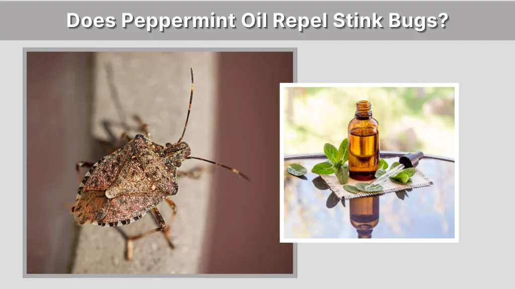 Does Peppermint Oil Repel Stink Bugs