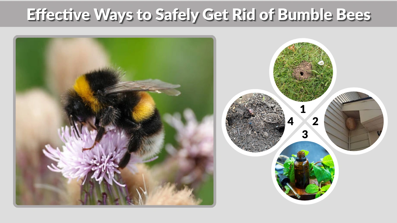 Effective Ways to Safely Get Rid of Bumble Bees
